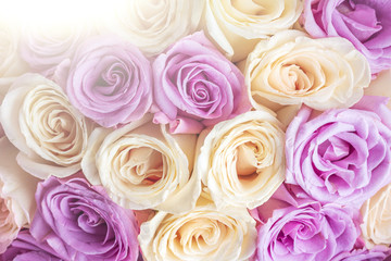 Natural background of fresh amazing white and purple roses for wallpaper, postcard, cover, banner. Wedding decoration. Beautiful bouquet of roses as gift for Mother’s Day, Valentine’s Day, Birthday