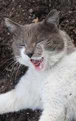 Portrait of a street cat.