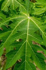 papaya  leaf on eco farm in Asia 