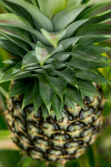 A large ripe pineapple fruit on a bush. Selective focus on ripened pineapple. Spreading pineapple bush on an eco plantation / farm