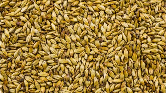 Texture with of barley malt for beer, pale ale, pilsen.