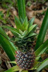 Fototapeta premium A large ripe pineapple fruit on a bush. Selective focus on ripened pineapple. Spreading pineapple bush on an eco plantation / farm