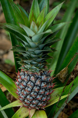 Obraz premium A large ripe pineapple fruit on a bush. Selective focus on ripened pineapple. Spreading pineapple bush on an eco plantation / farm