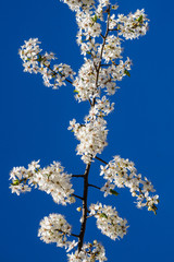 Cherry plum branch strewn with white flowers against a blue sky.