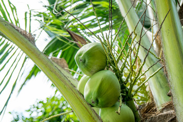 Big ripe coconut on a palm tree. Selective focus on ripened coconut. Spreading coconut tree on an eco plantation / farm. green coconut fruit