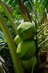 Big ripe coconut on a palm tree. Selective focus on ripened coconut. Spreading coconut tree on an eco plantation / farm. green coconut fruit