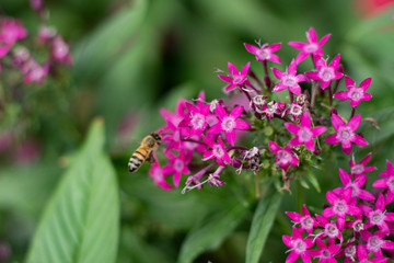 bee on a flower