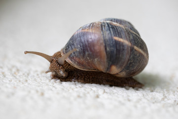 A close up of a snail on a white stone surface
