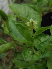 fresh spinach leaves