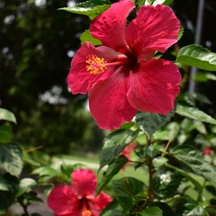 Flower photos  home garden.