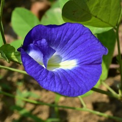 Fototapeta premium Flower photos home garden.