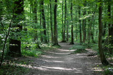 Deep green forest with dirt path