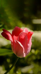 Photos of tulips in vertical format on a flower bed.