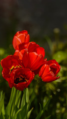 Photos of tulips in vertical format on a flower bed.