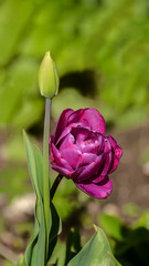Fototapeta premium Photos of tulips in vertical format on a flower bed.