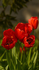 Photos of tulips in vertical format on a flower bed.