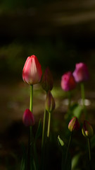 Obraz premium Photos of tulips in vertical format on a flower bed.