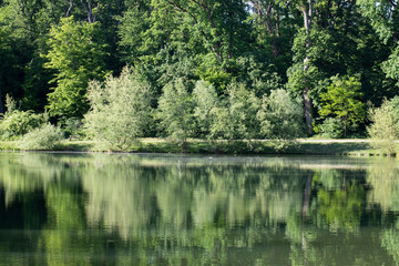 Fototapeta premium A path next to a green forest and a lake