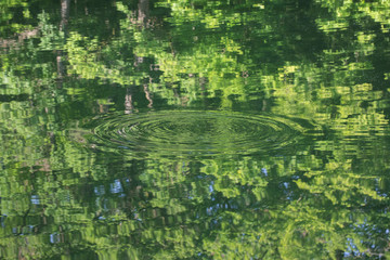 A ripple in a lake reflecting the forest