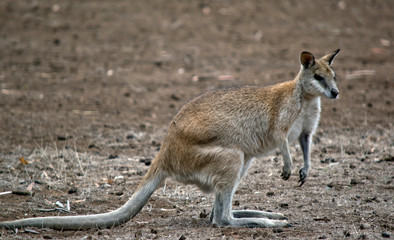 Naklejka na ściany i meble this is a side view of an agile wallaby
