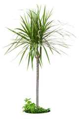 high dracaena marginata with a blank for a flower pot on a white isolated background.