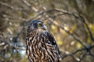 this is a close up of a barking owl
