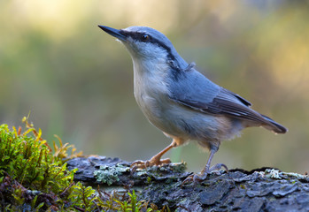 Naklejka premium Adult Eurasian nuthatch (sitta europaea) stands straight on an old tree mossy bark in dark forest near a water pond