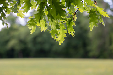 Sun lit leaves of tree oak branches with a blurry forest and a meadow in the background