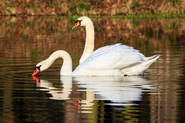 two swans swimming at sunrise at skylakes Plothen, Germany