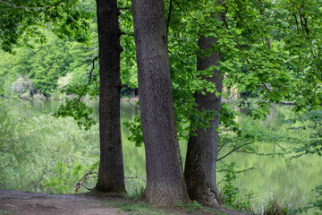Obraz premium Three trees in a green forest and a lake in the background