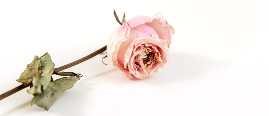 One dried rose Bud on a grey background with space for your text.