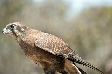this is a side view of a brown falcon