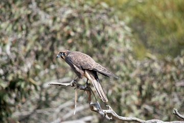 the brown falcon is perched in a tree