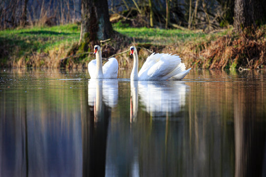 two swans swimming at sunrise at skylakes Plothen, Germany