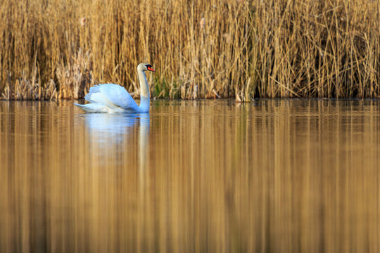 single swan at sunrise, golden water at sky lakes Plothen Germany