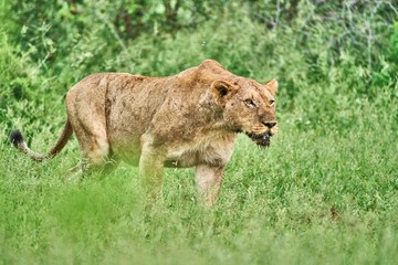 Lioness prowling through the grass