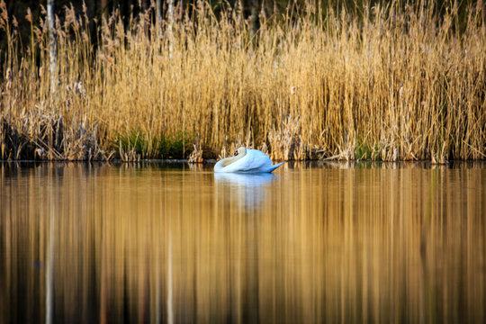 single swan at sunrise, golden water at sky lakes Plothen Germany