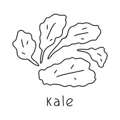 Kale. Outline vector illustration on white background.