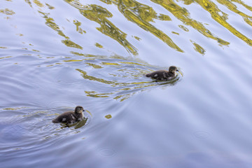 Two ducks swimming in a lake