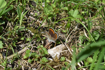 Kleiner Sonnenröschenbläuling, Aricia agestis, brauner Schmetterling mit rot-orangen Flecken und weißem Rand, Unterseite hellgrau mit roten und braunen Punkten