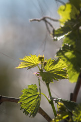 green leaves in spring