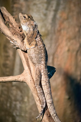 this is a side view of a frill neck lizard