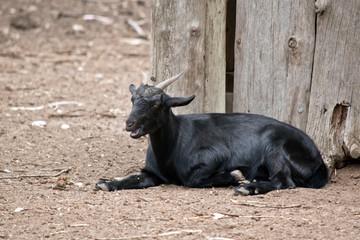 this is a side view of a young goat