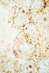 大理石とアンモナイトの化石