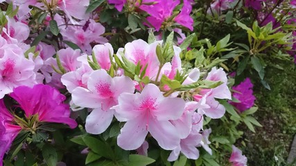 つつじグラデーション