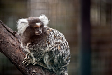 the common marmoset is a small grey and white primate