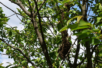Bienenschwarm hängt im Kirschbaum