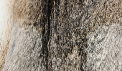 Animal fur as an abstract background.