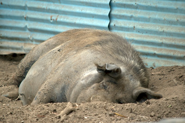 the pig is laying in fine dirt resting