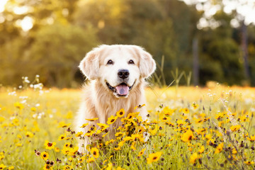 Senior Golden Retriever in the field with yellow flowers. Beautiful dog with black eye Susans blooming. Old Retriever at sunset in a field of flowers and golden light. 